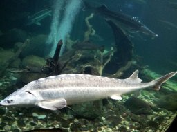 stralsund_ozeaneum_3_20190805_1622143980
