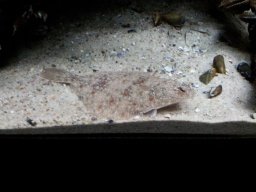 stralsund_ozeaneum_6_20190805_1761143698