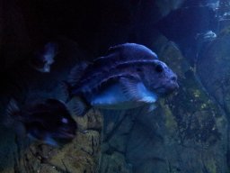stralsund_ozeaneum_8_20190805_1426864804